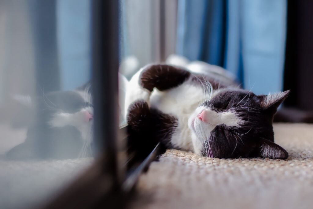 Cat apartment