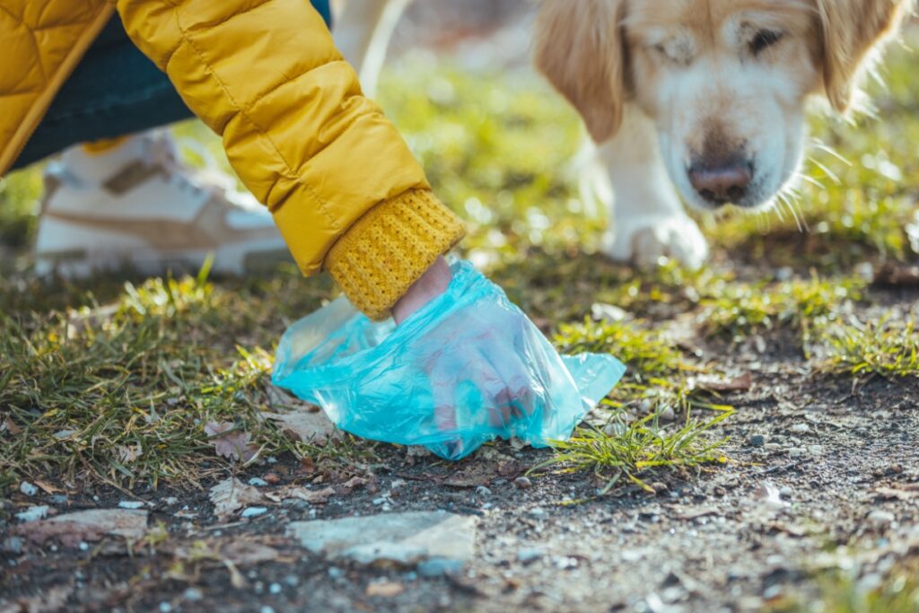 Dog Poo