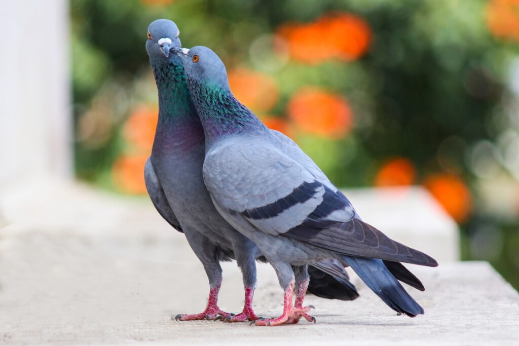 Question: I have solar panels on the roof of my townhouse, and we have a pigeon problem. Who is responsible for cleaning solar panels on a townhouse roof?