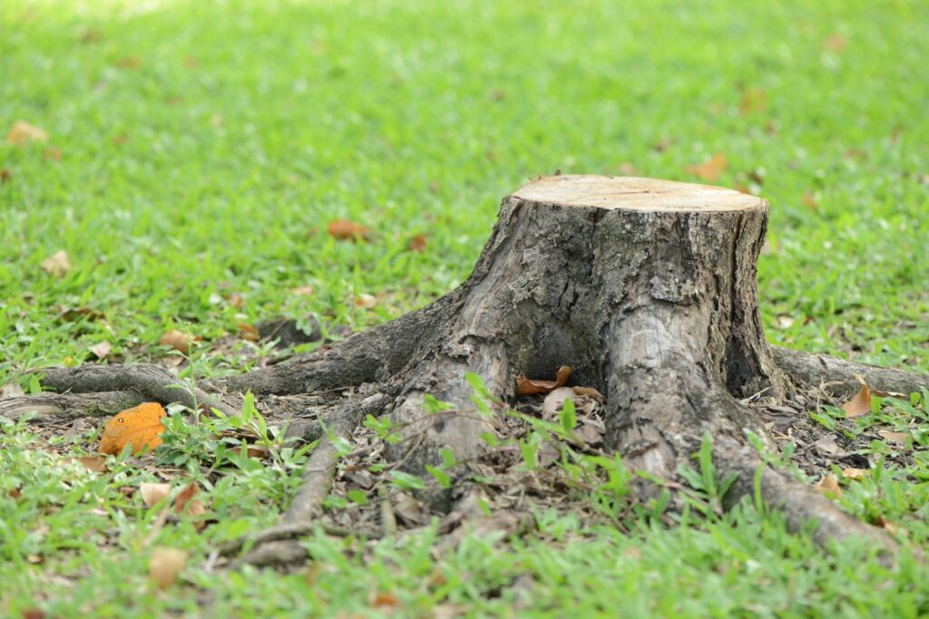 Tree stumps