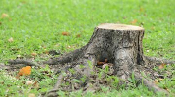 Tree stumps