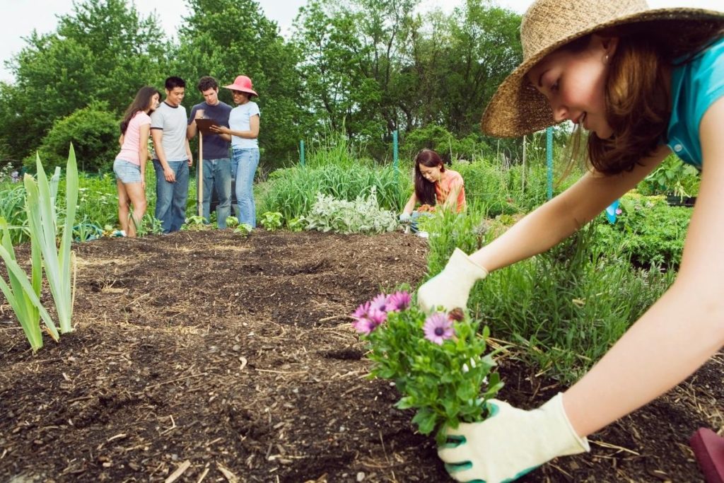 community garden