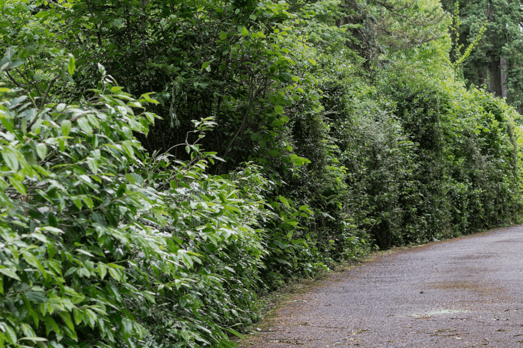 hedges driveway