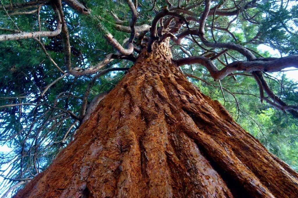 who pays for tree damage to stormwater pipe